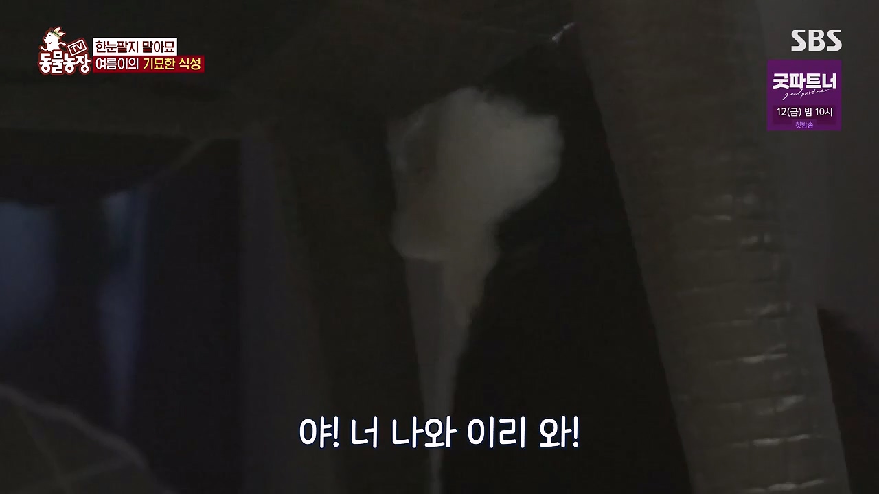 TV 동물농장.E1178.240630.ts_20240630_164651.522.jpg
