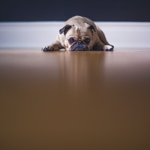 How to Keep Your Pet Healthy with the Right Equipment