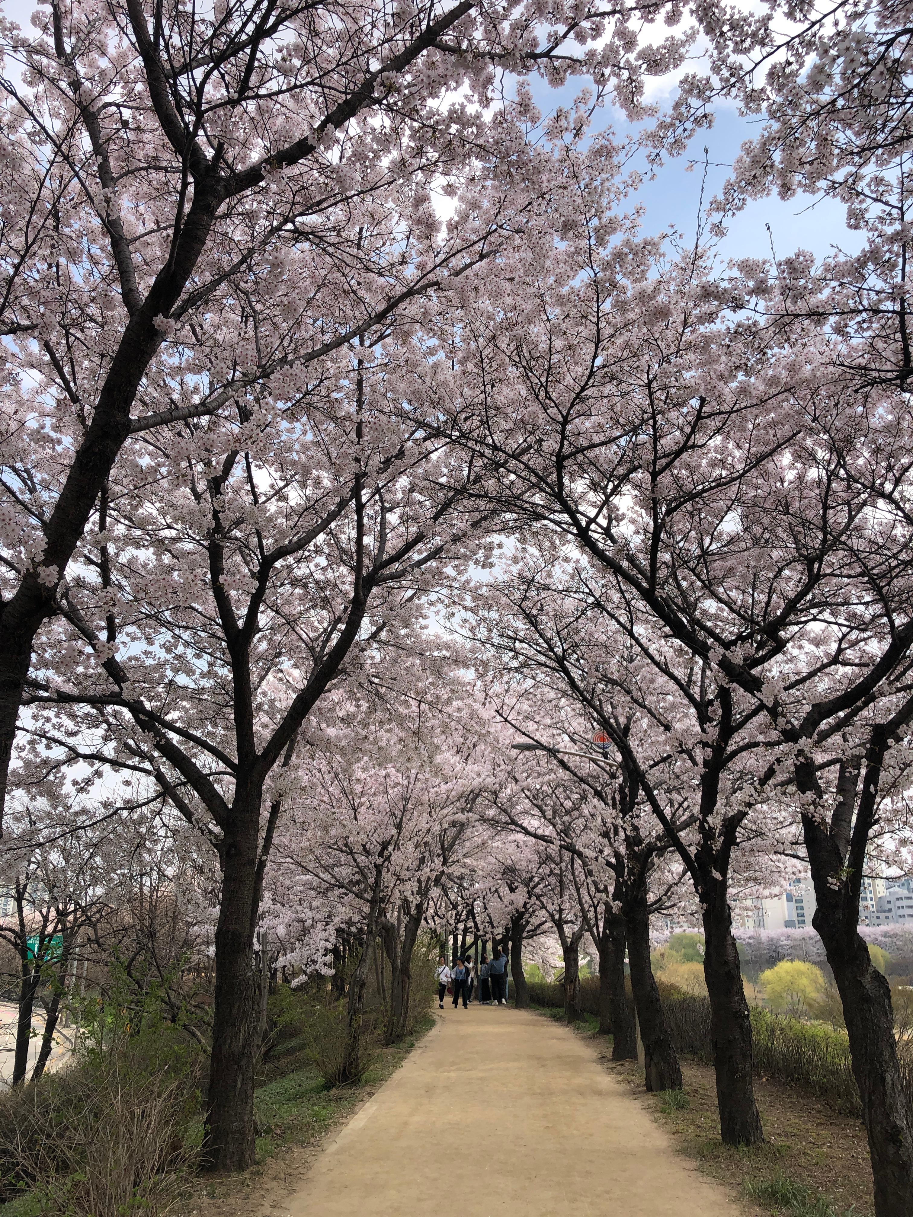 alt=&quot;벚꽃이 만든 핑크빛 터널 속, 소중한 봄날의 기록'