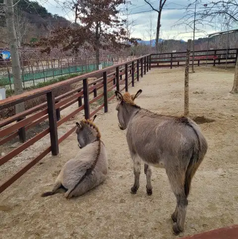 해운대수목원-당나귀