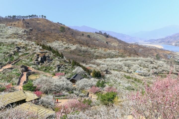 광양-매화-사진