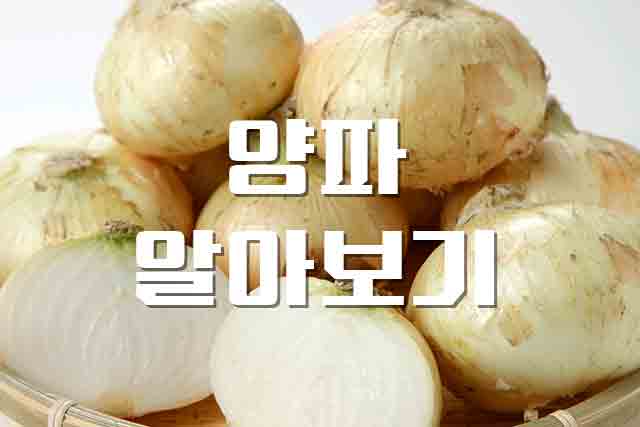  양파, 요리와 건강을 위한 필수 식재료