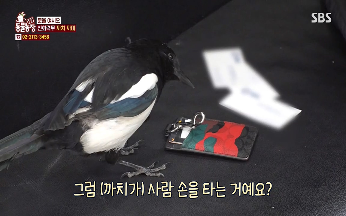 TV 동물농장.E1065.220418p-NEXT.mp4_20220417_181254.493.jpg