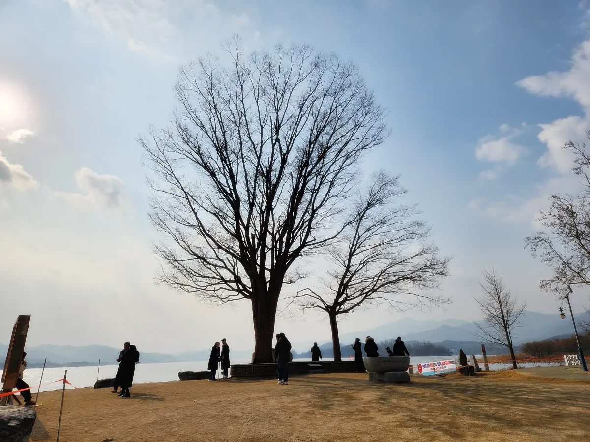두물머리-나무-두그루-포토존