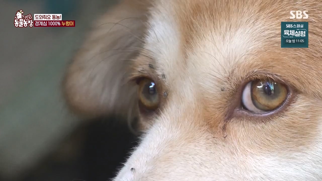 TV 동물농장.E1140.231009p-NEXT.mp4_20231008_174824.249.jpg
