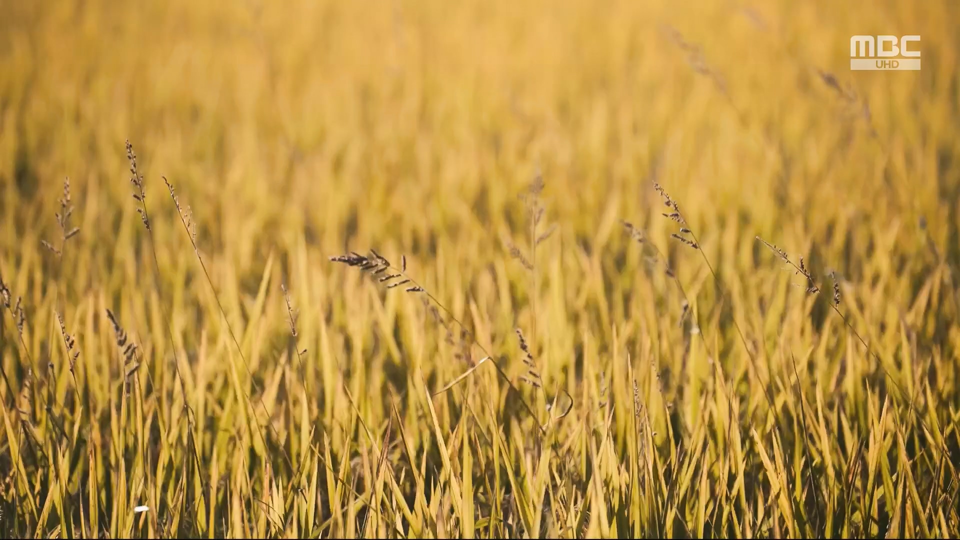 한국전쟁 특집 VR 다큐 마지막 인사.240625p.H264-F1RST.mp4_20240626_200615.839.jpg