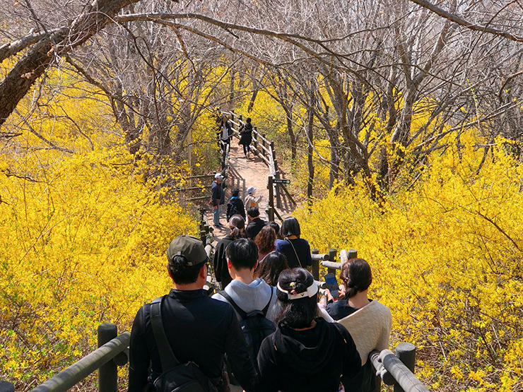 개나리-군락지