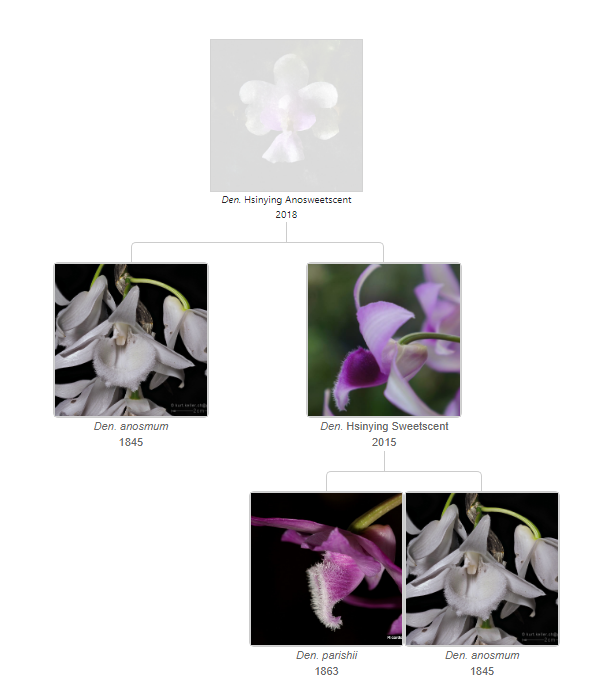 Dendrobium Hsinying Anosweetscent 가계도