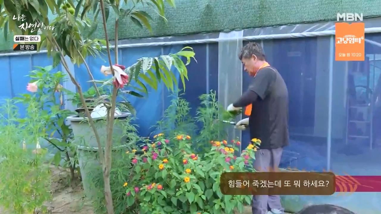 나는 자연인이다.E567.230817p-NEXT.mp4_20230817_202917.098.jpg
