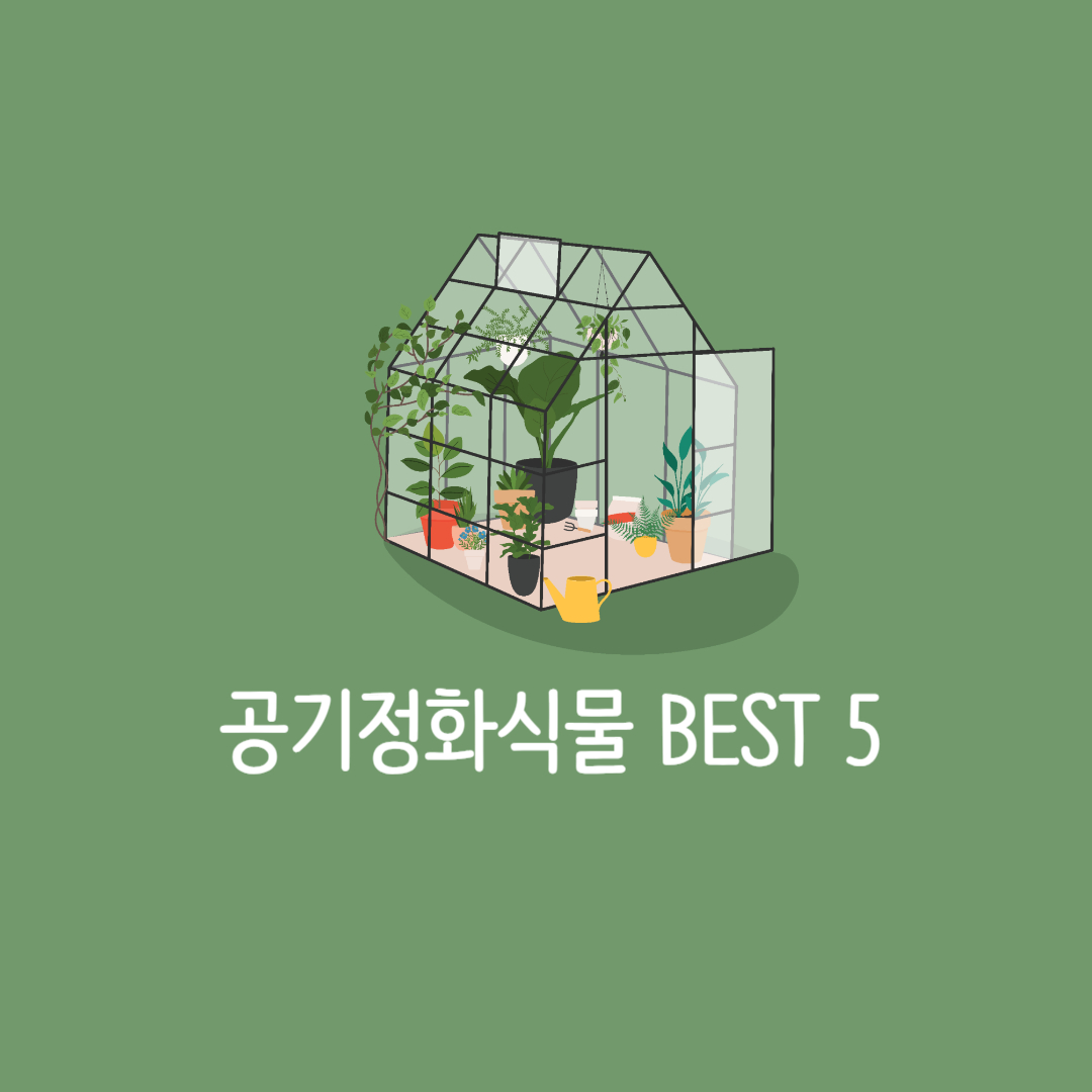 실내 공기정화 식물 BEST 5! (+ 관리법 꿀팁)