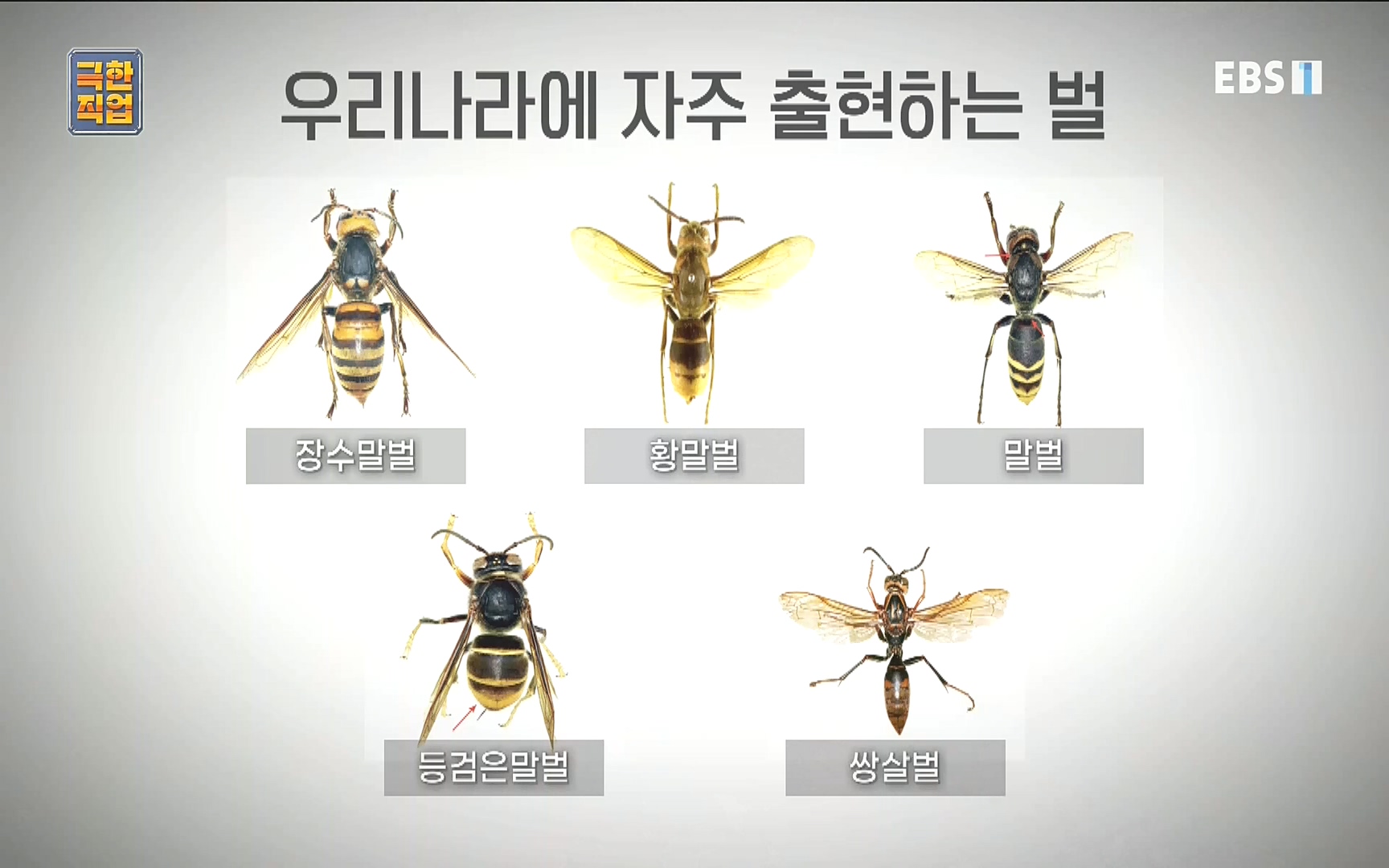 벌집 찾는 사람들.mp4_20221006_212359.389.jpg