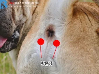 강아지 항문낭 압출법 염증 방지 필수 관리_2