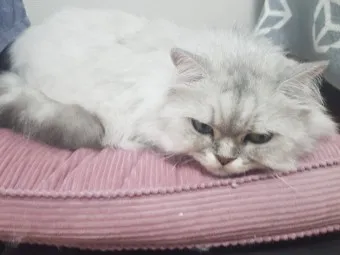 그르릉 이미지
