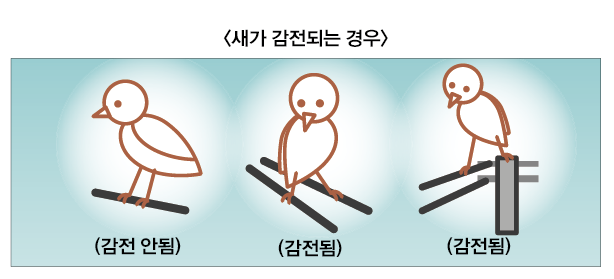  [전기]새들은 왜 전기에 감전되지 않을까?