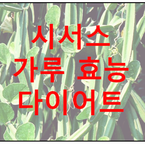  시서스 가루 효능 다이어트
