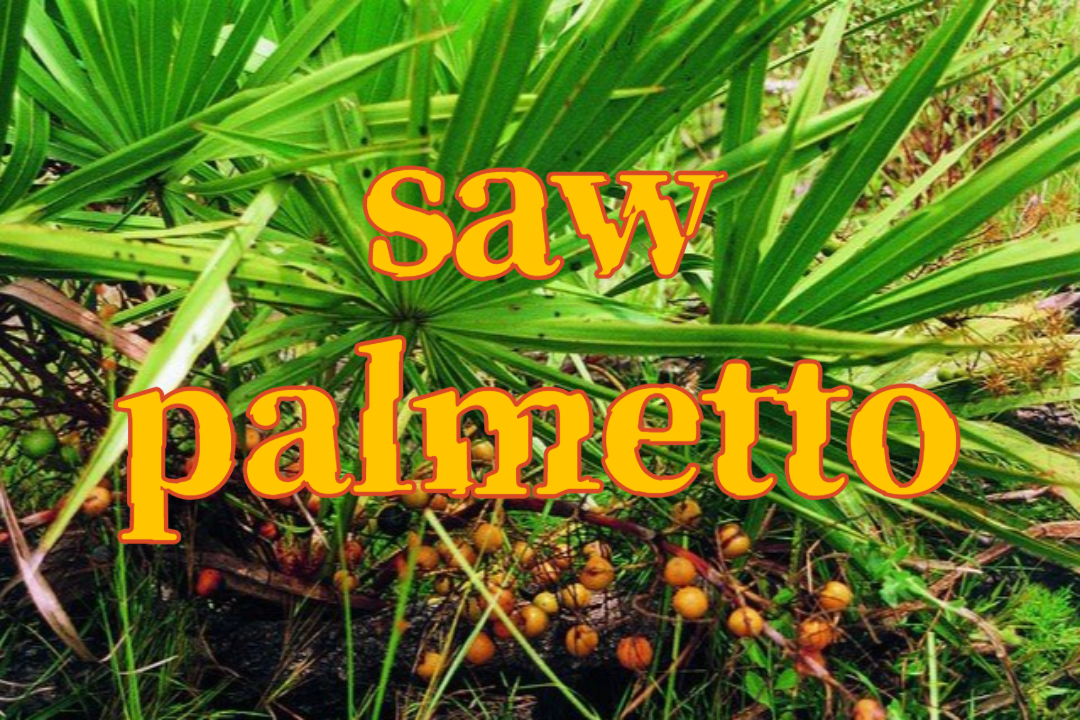 saw palmetto