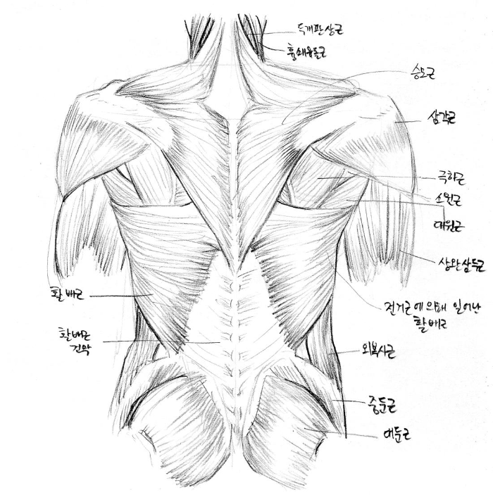 등 근육 구조.