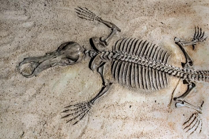 오리너구리 화석