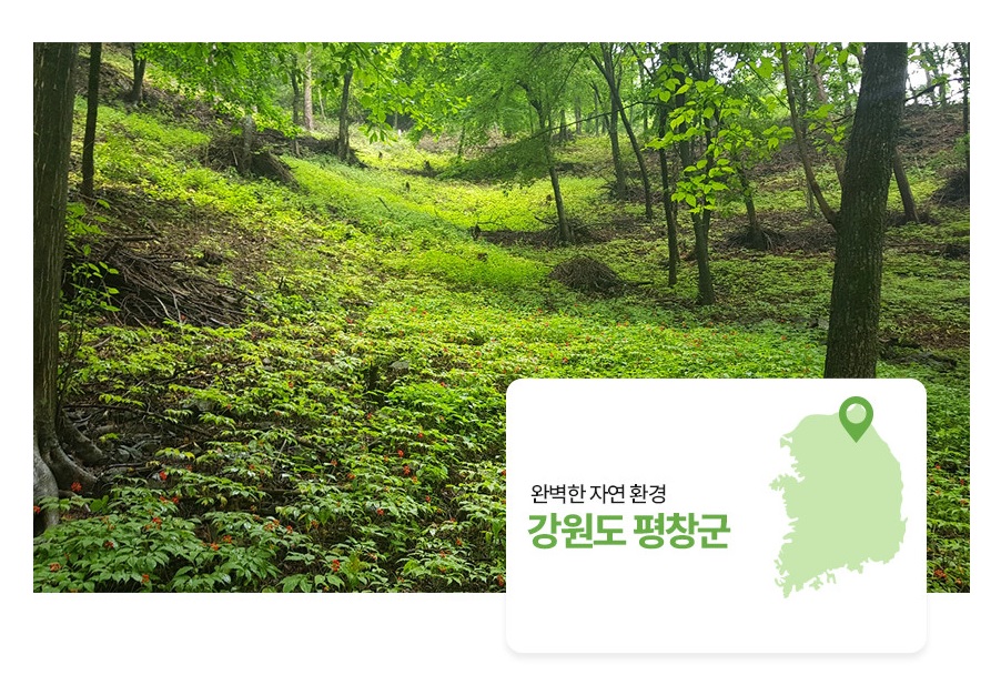 생방송투데이 이 주의 장바구니 강원도 평창 참두릅 365삼 구입 주문방법 산양삼, 오가피순, 명이나물, 고들빼기, 산더덕, 솔순, 도라지, 땅두릅