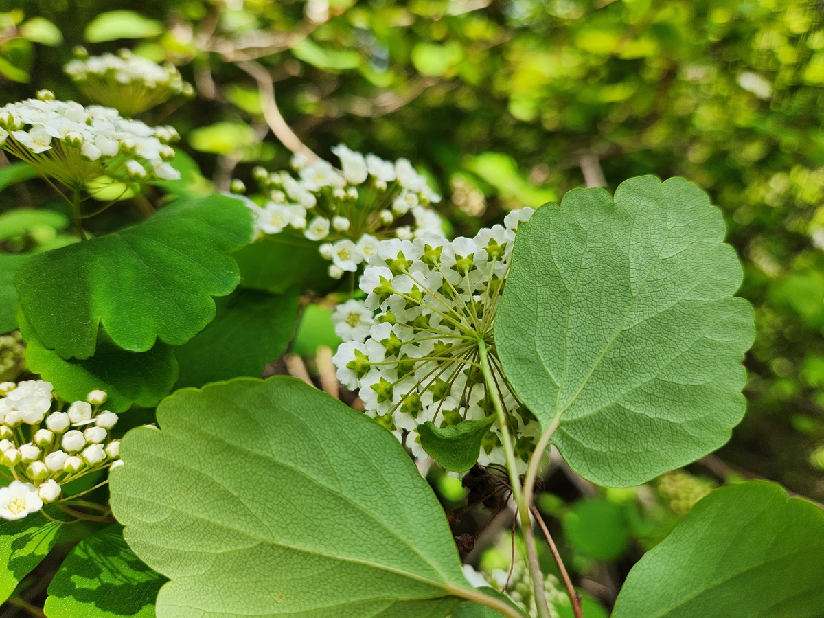 산조팝나무
