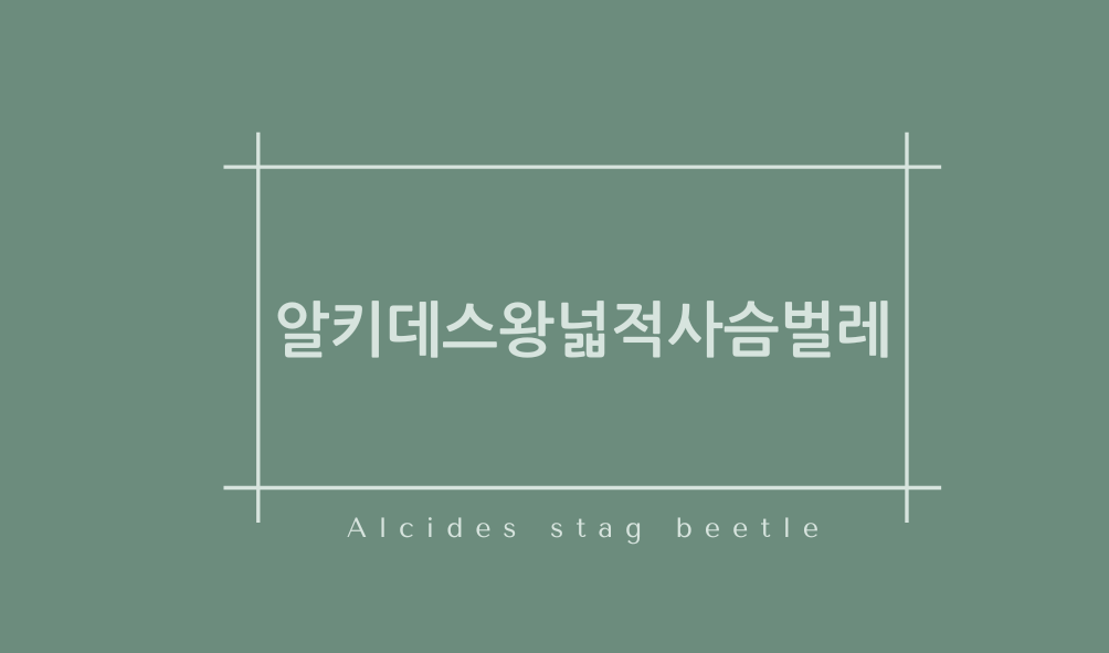 알키데스왕넓적사슴벌레(Alcides stag beetle)