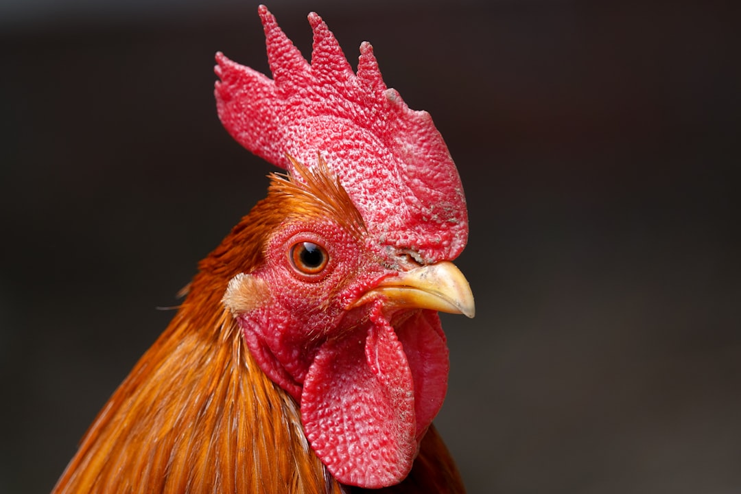 Rooster