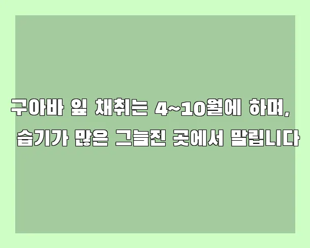 구아바 잎 채취는 4~10월에 하며, 습기가 많은 그늘진 곳에서 말립니다