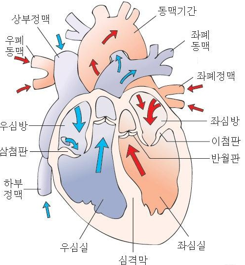 심장구조