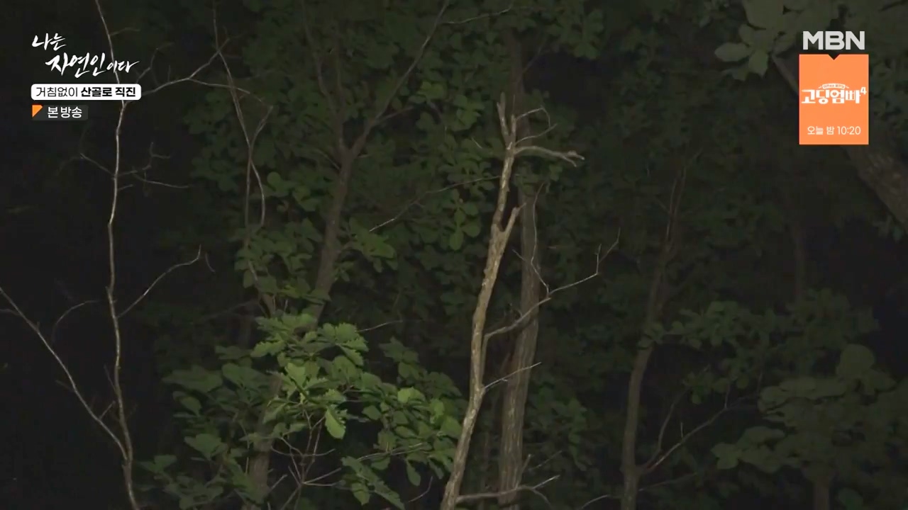 나는 자연인이다.E564.230727p-NEXT.mp4_20230727_211933.333.jpg