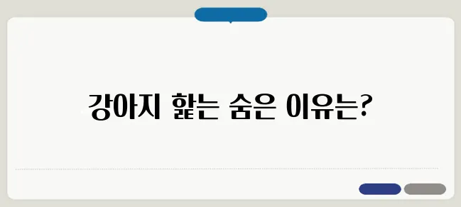 강아지가 핥는 이유와 행동의 의미
