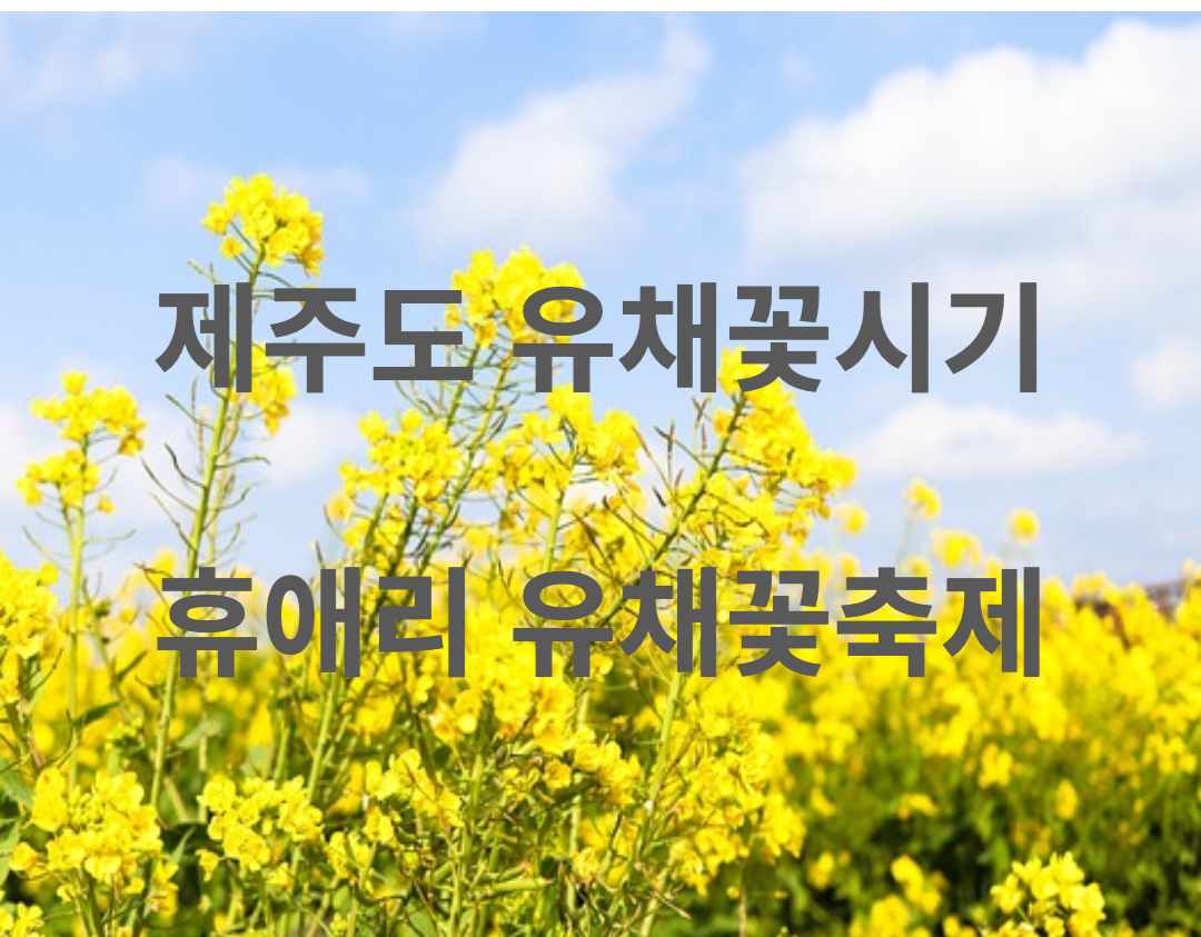 제주도 유채꽃 시기, 휴애리 유채꽃 축제