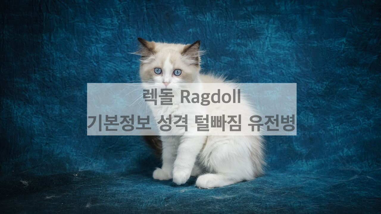  렉돌 Ragdoll 고양이 _ 기본정보 성격 털빠짐 종류 유전병