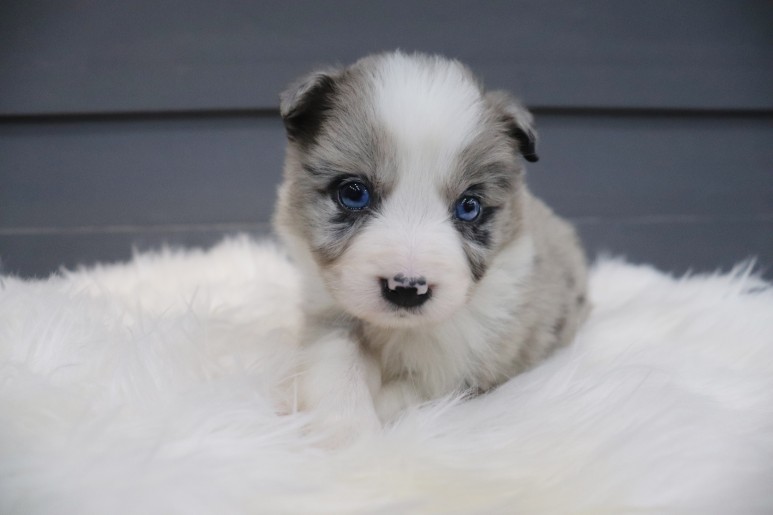 보더 콜리도산 귀엽잖아, 블루마루