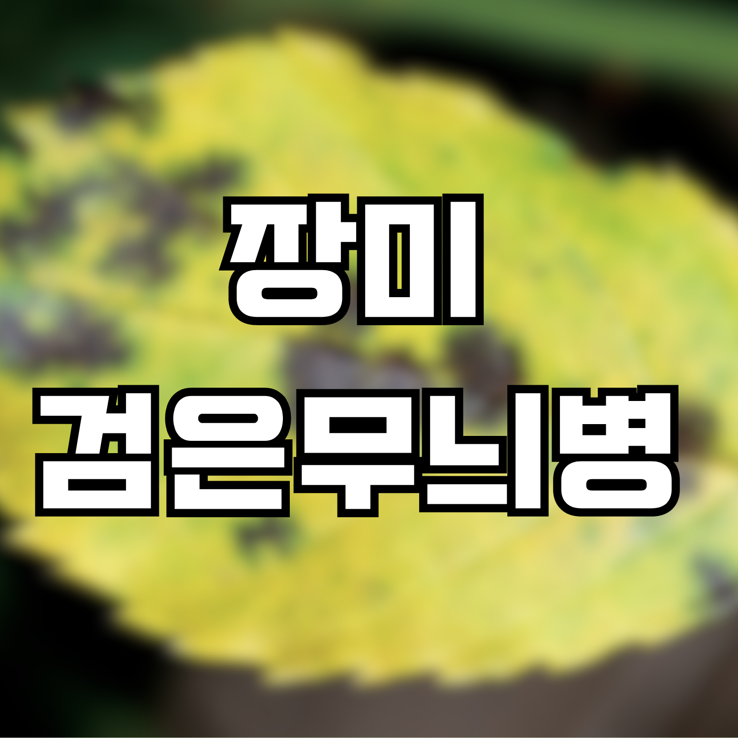  장미 검은무늬병