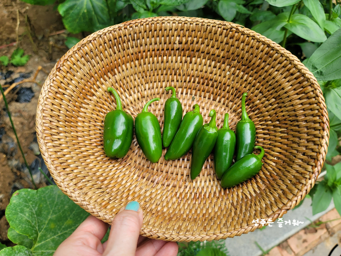 아파트 정원작물 할라페노 고추 재배, 고추씨 심기, 묘목 심기, 수확, 피클 만들기 13