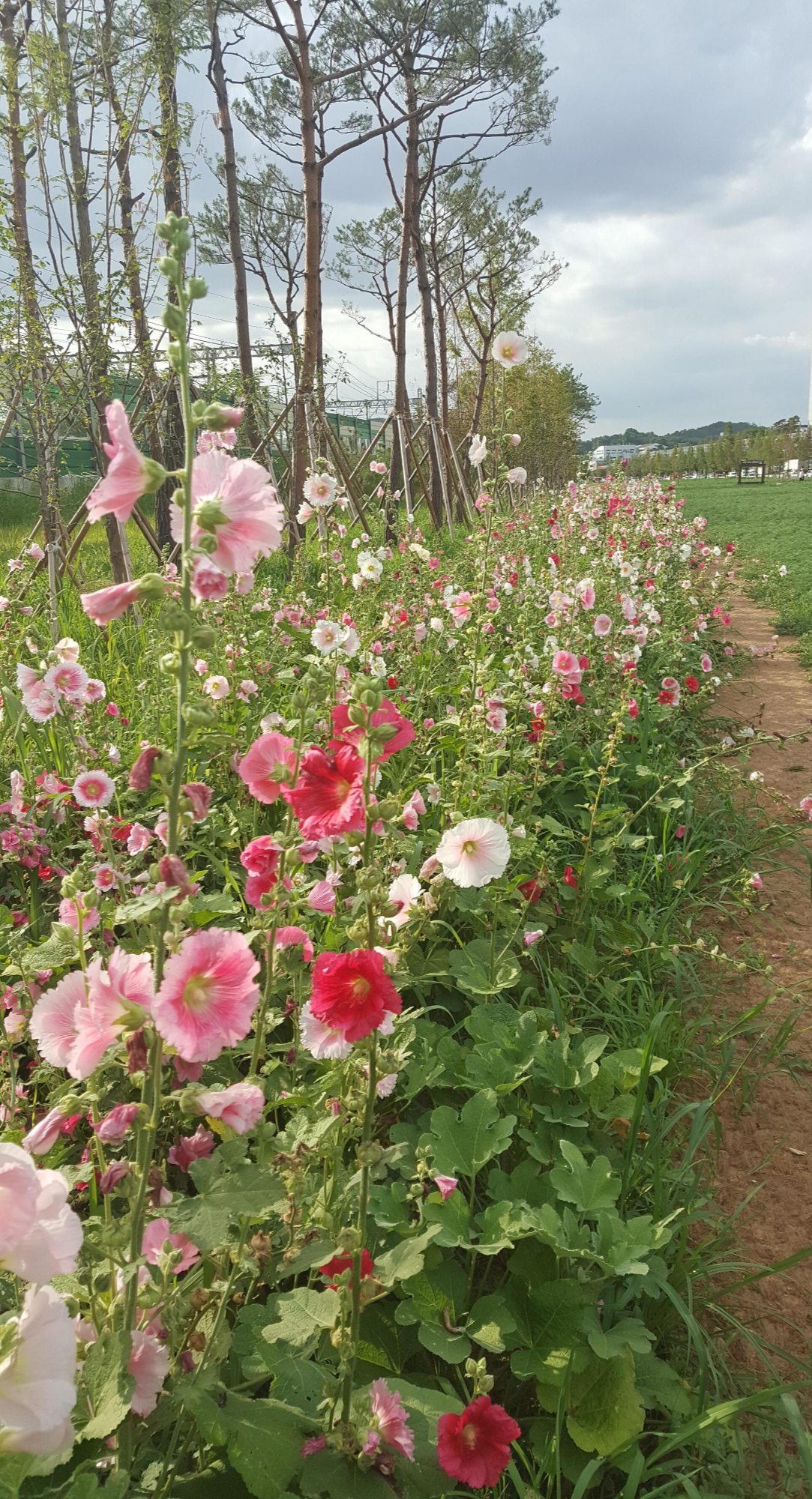  (사진) 오산대역 철로변 접시꽃과 꿀벌