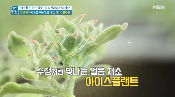  당뇨에 좋은 얼음채소 아이스플랜트(바라후,빙초) 효능 부작용/ice plant