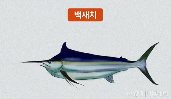 참치랜드 이미지