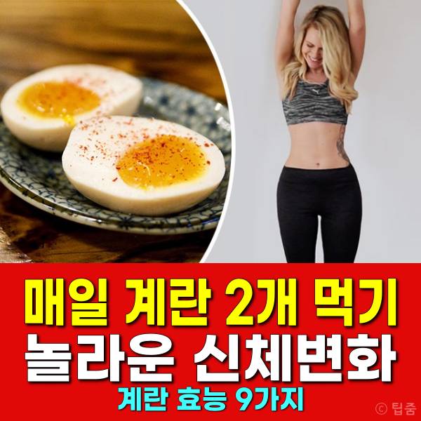 매일 계란 2개,계란 효능,계란다이어트