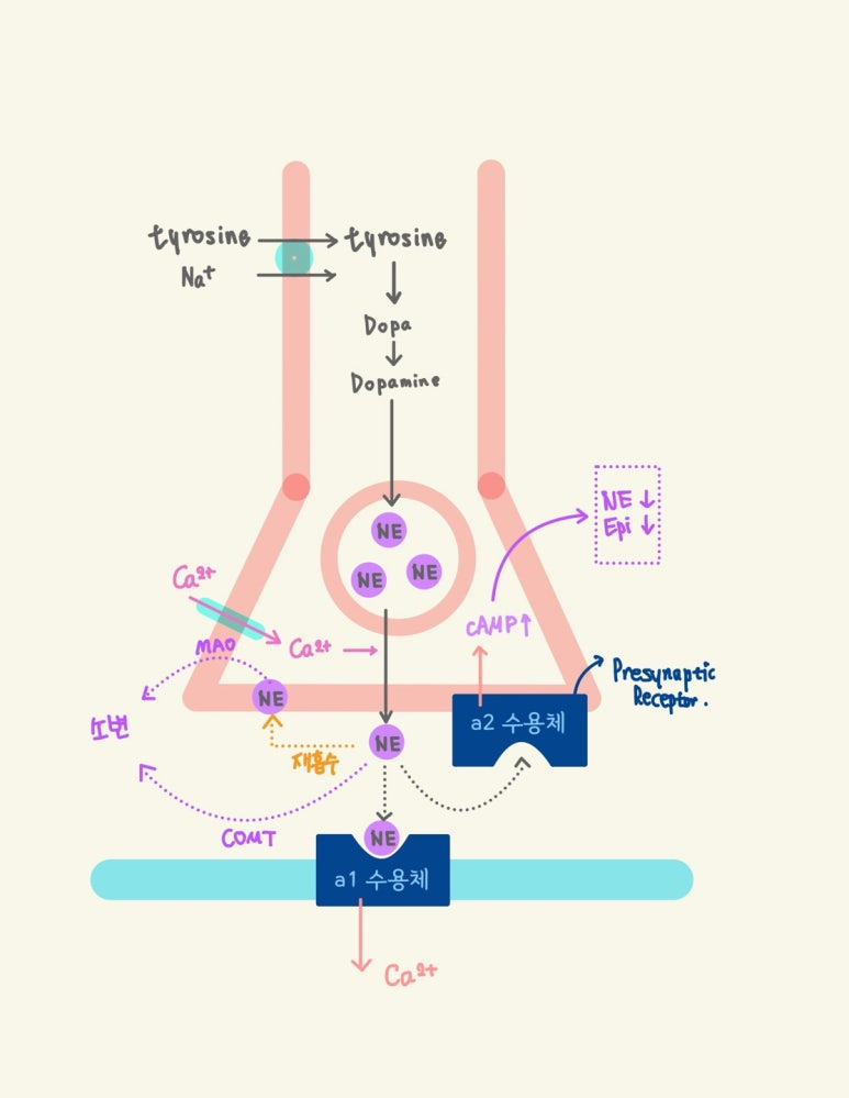NE(노르에피네프린)의 합성 과 분해과정, MAO(monoamine oxidase) COMT(catechol-o-methyltransferase)