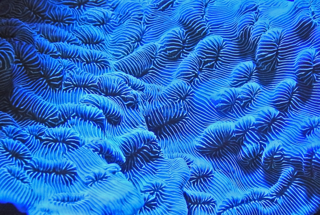 Coral