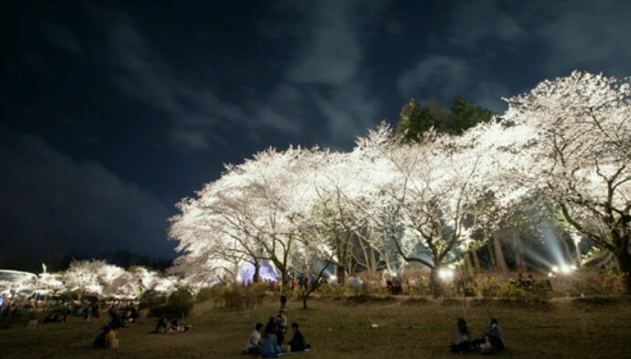 전주 동물원 벚꽃길(야간)