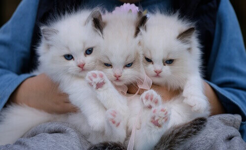 하얀-털의-귀여운-아기-고양이-삼총사를-안고-있는-사람