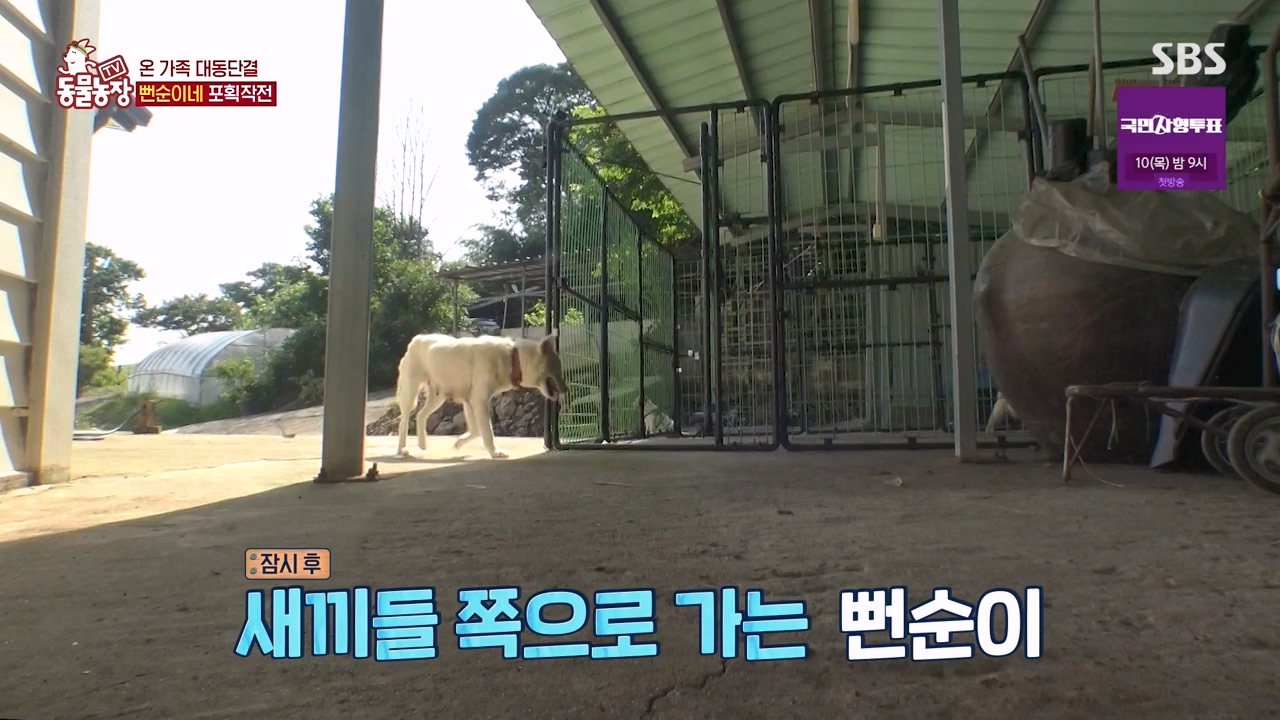 TV 동물농장.E1131.230731p-NEXT.mp4_20230730_190942.674.jpg