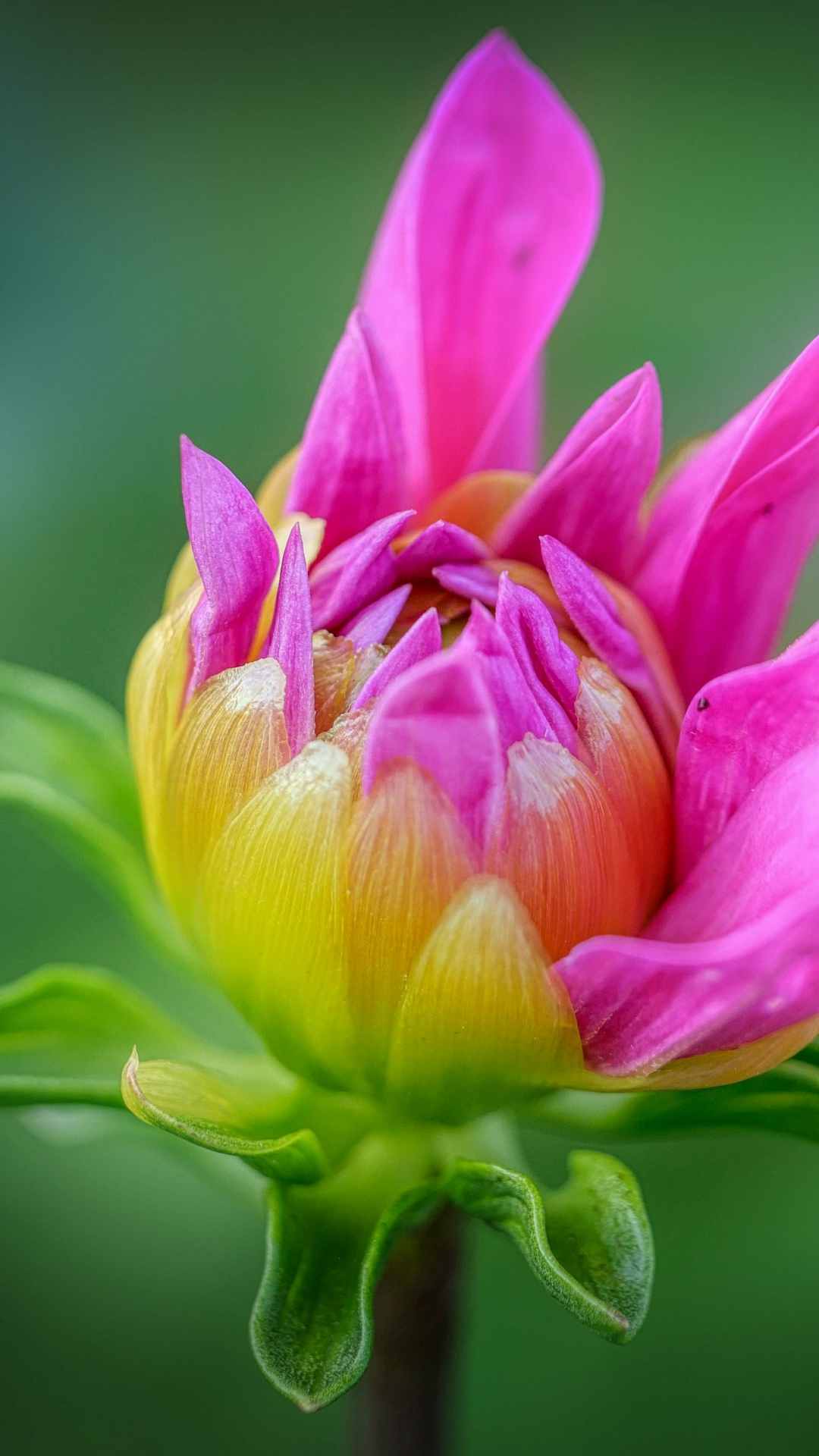 Dahlia Flower iPhone Wallpaper