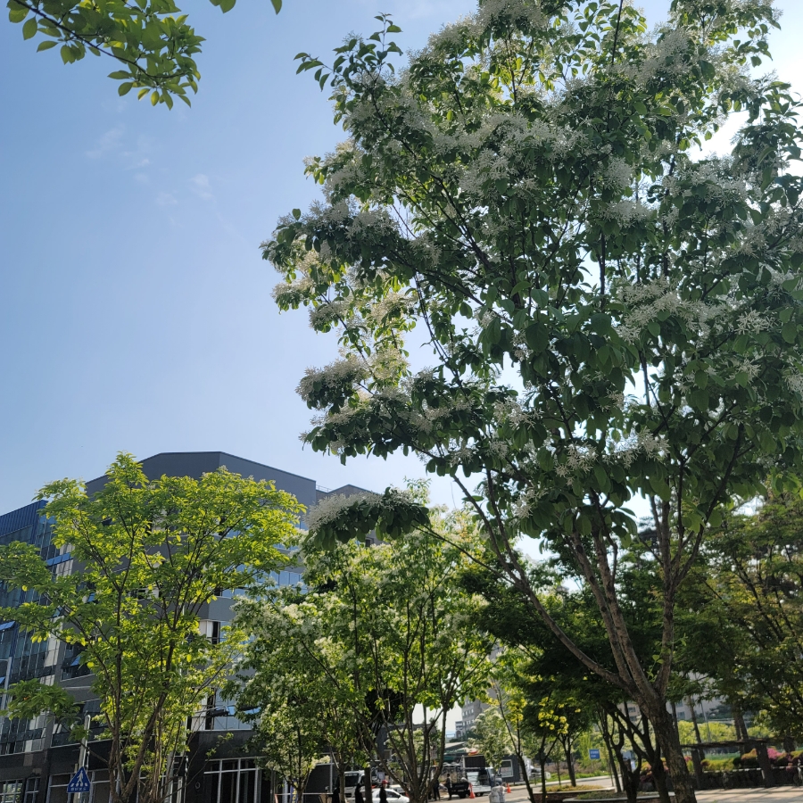 가로수, 흰 꽃, 잎사귀 나무를 아시나요? 9