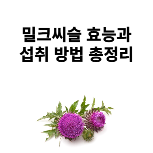 밀크씨슬 효능과 섭취 방법
