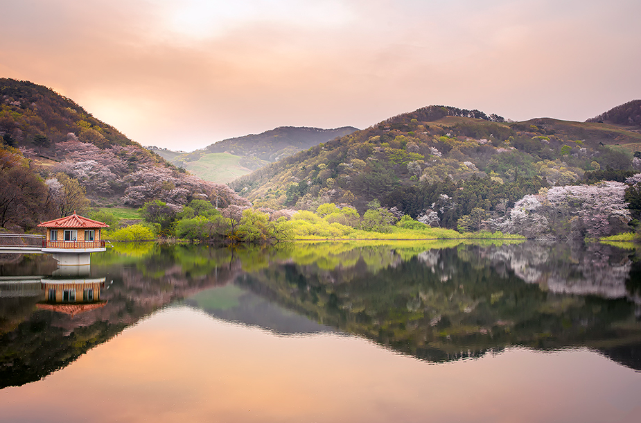 서산목장 벚꽃