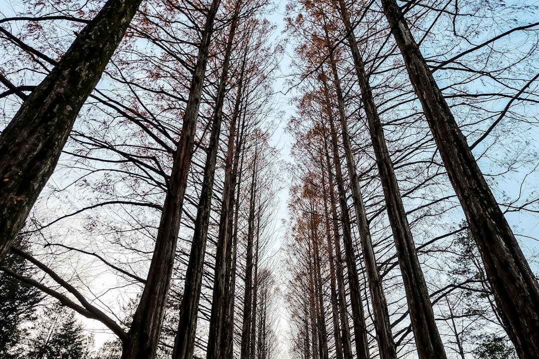 Nami Island