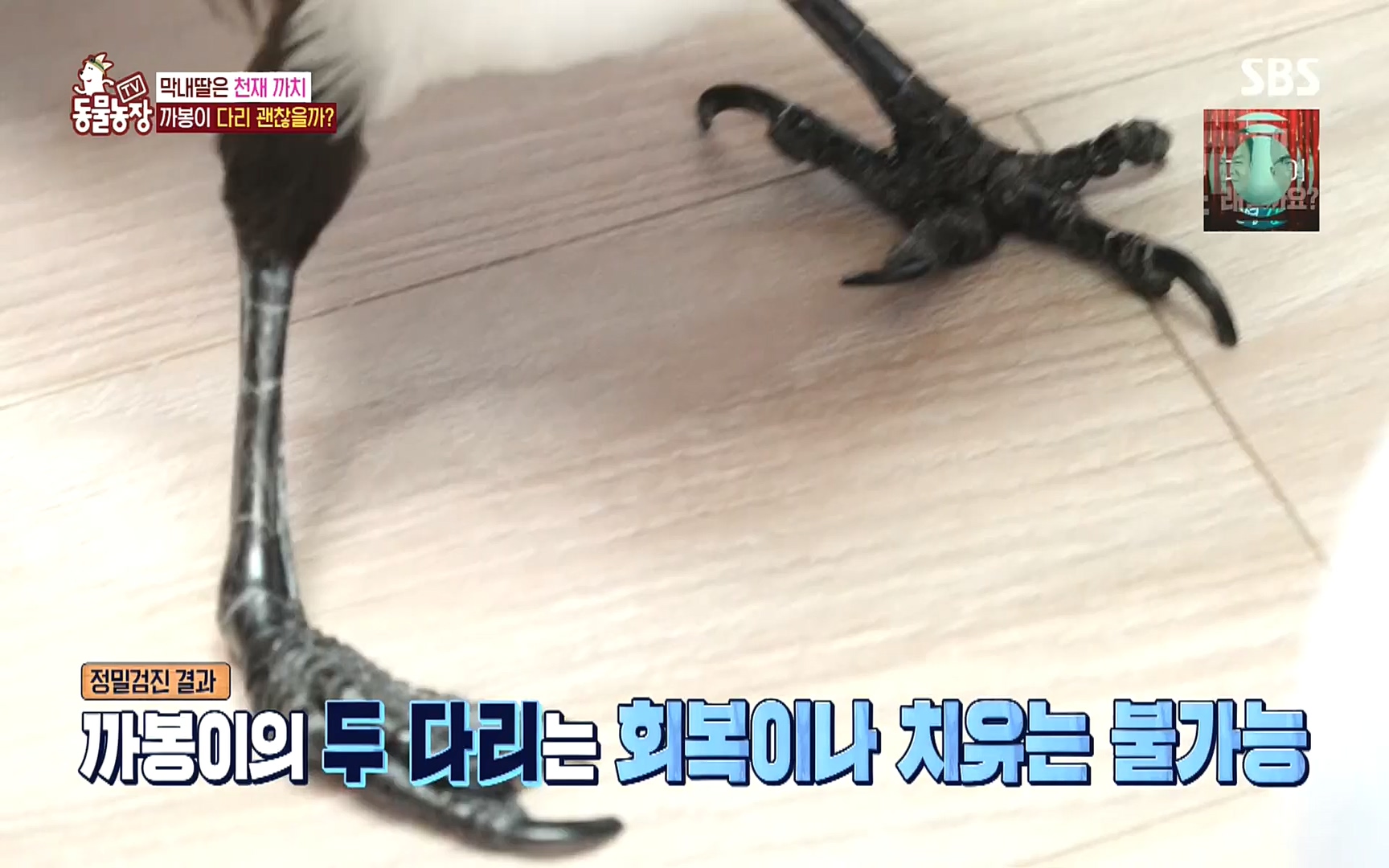 TV 동물농장.E1089.221002p.H264-F1RST.mp4_20221002_181929.733.jpg